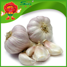 garlic garlic garlic/natural garlic/ garlic with lowest price